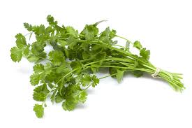 Cilantro 1 bunch